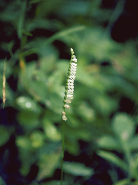 Spiranthes lacera (Northern slender ladies'-tresses) #1124