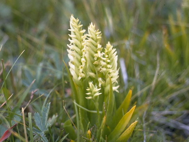 Spiranthes romanzoffiana (Hooded ladies'-tresses) #1126