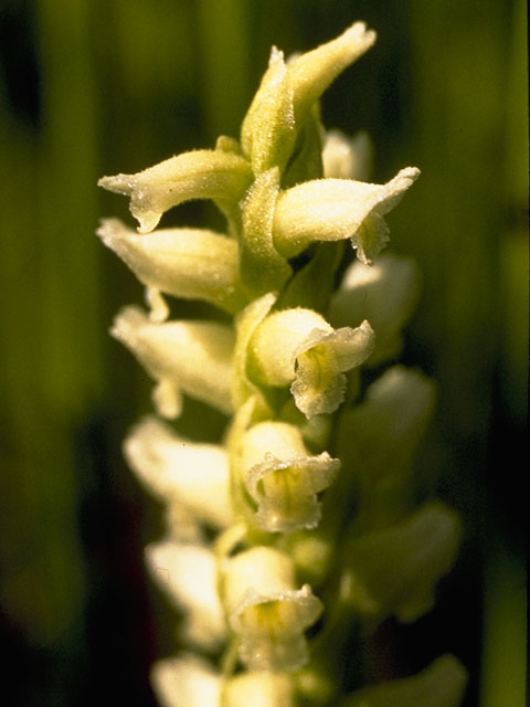 Spiranthes romanzoffiana (Hooded ladies'-tresses) #1129