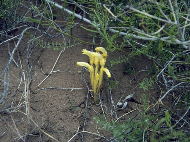 Orobanche fasciculata (Clustered broomrape) #1141