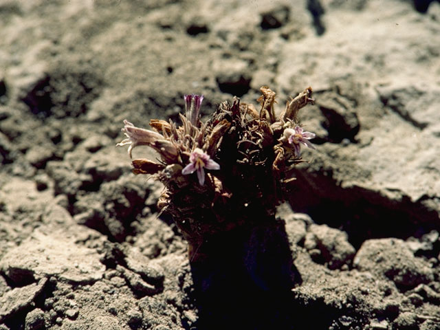 Orobanche californica ssp. grayana (Gray's broomrape) #1143