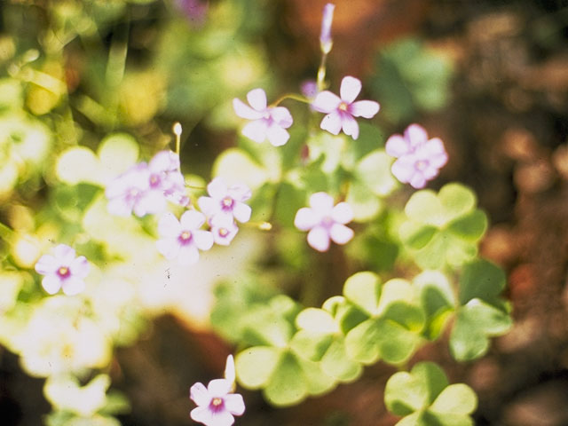 Oxalis montana (Mountain woodsorrel) #1168