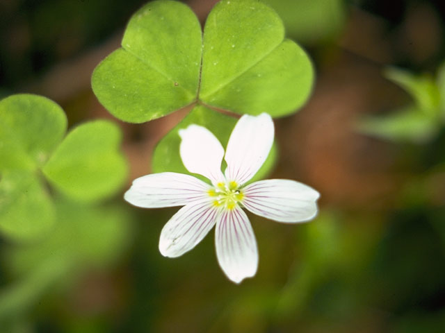 Oxalis oregana (Redwood-sorrel) #1169