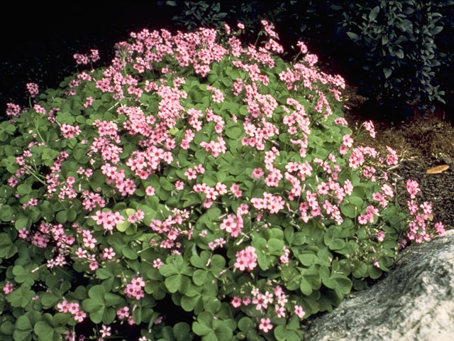 Oxalis violacea (Violet woodsorrel) #1180