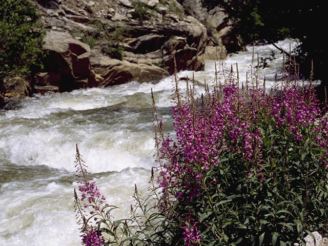 Chamerion angustifolium ssp. angustifolium (Fireweed) #1189