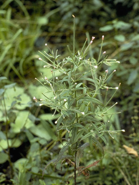 Epilobium coloratum (Purpleleaf willowherb) #1195