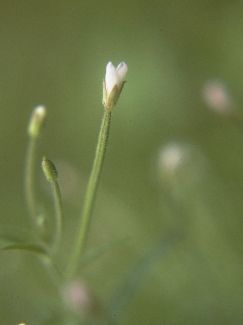 Epilobium coloratum (Purpleleaf willowherb) #1196