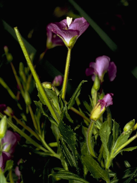 Epilobium ciliatum ssp. glandulosum (Fringed willowherb) #1197