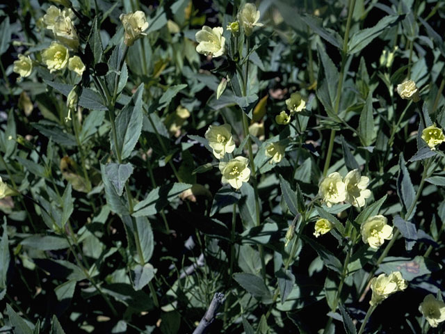 Epilobium luteum (Yellow willowherb) #1209