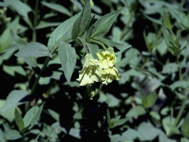 Epilobium luteum (Yellow willowherb) #1210