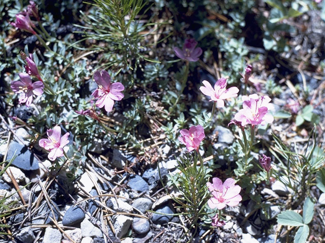 Epilobium obcordatum (Rockfringe) #1212