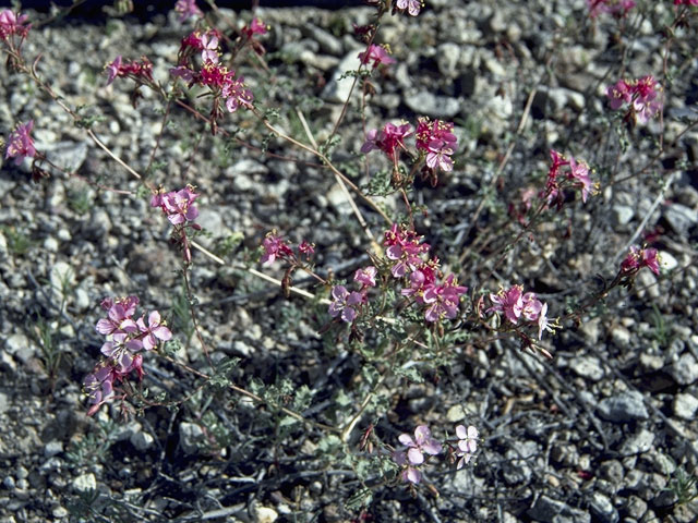 Epilobium brachycarpum (Tall annual willowherb) #1213