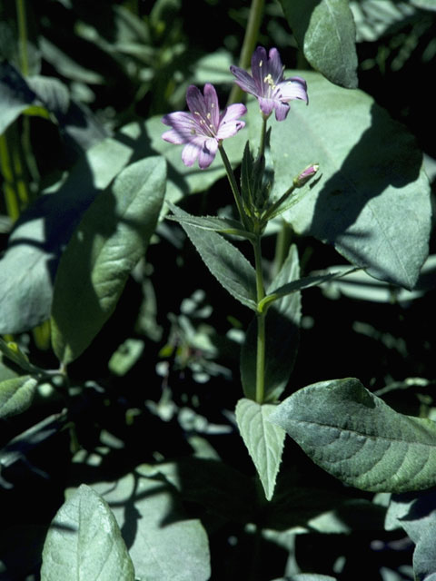 Epilobium ciliatum ssp. watsonii (Fringed willowherb) #1216