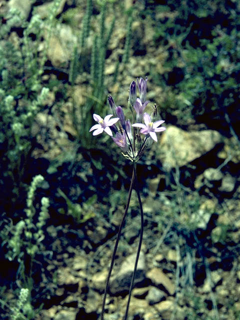 Dichelostemma capitatum ssp. capitatum (Bluedicks) #1333