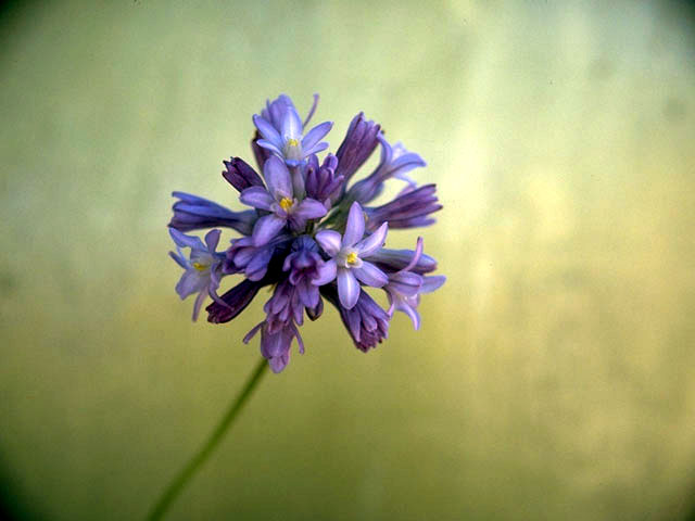 Dichelostemma multiflorum (Roundtooth snakelily) #1365