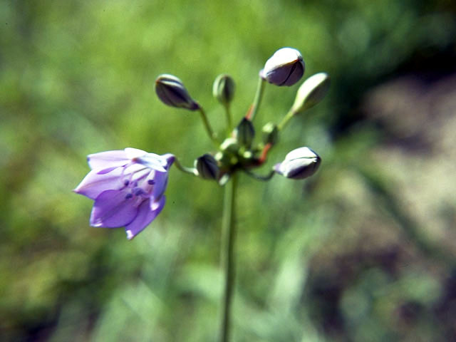 Dichelostemma capitatum ssp. capitatum (Bluedicks) #1368