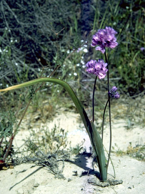 Dichelostemma capitatum ssp. capitatum (Bluedicks) #1371