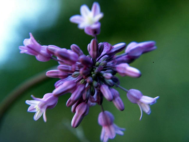 Dichelostemma volubile (Twining snakelily) #1372