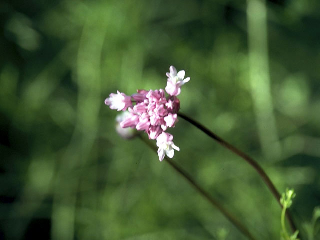 Dichelostemma volubile (Twining snakelily) #1373