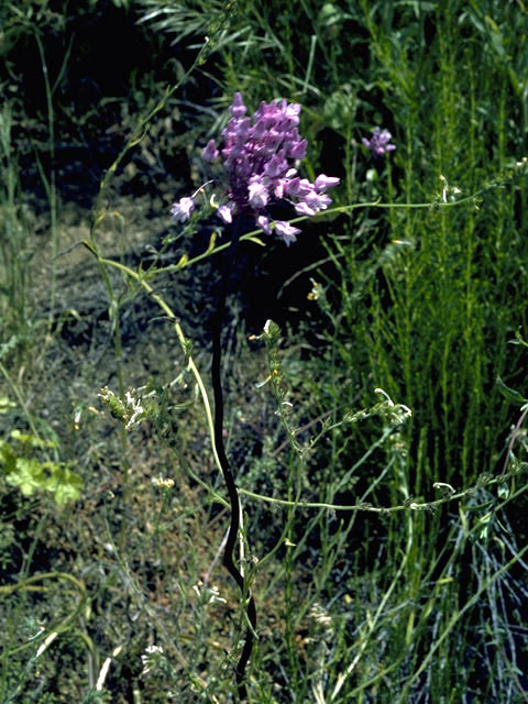 Dichelostemma volubile (Twining snakelily) #1374