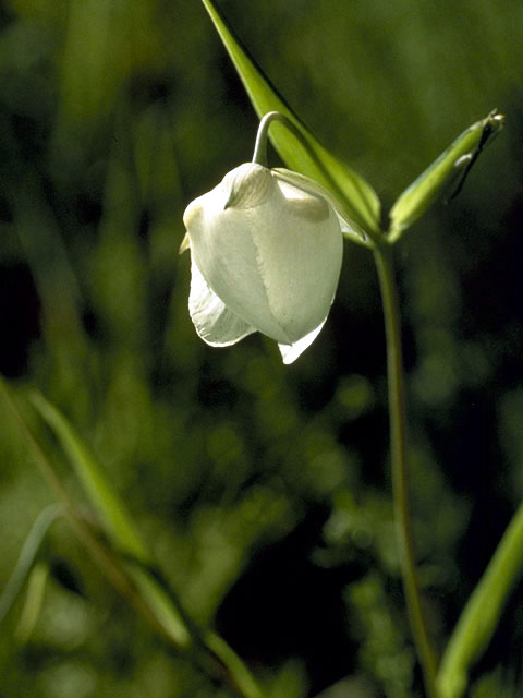 Calochortus albus (White fairy-lantern) #1375