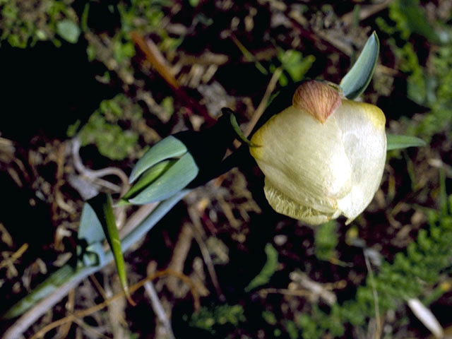 Calochortus albus (White fairy-lantern) #1378