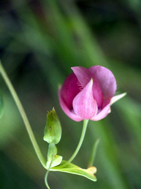 Calochortus amoenus (Purple fairy-lantern) #1384