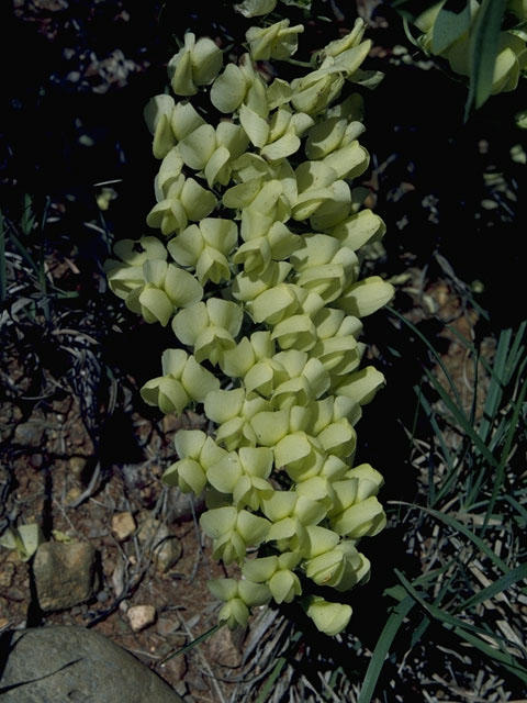 Baptisia bracteata (Longbract wild indigo) #1467