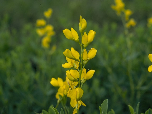 Baptisia sphaerocarpa (Yellow wild indigo) #1469