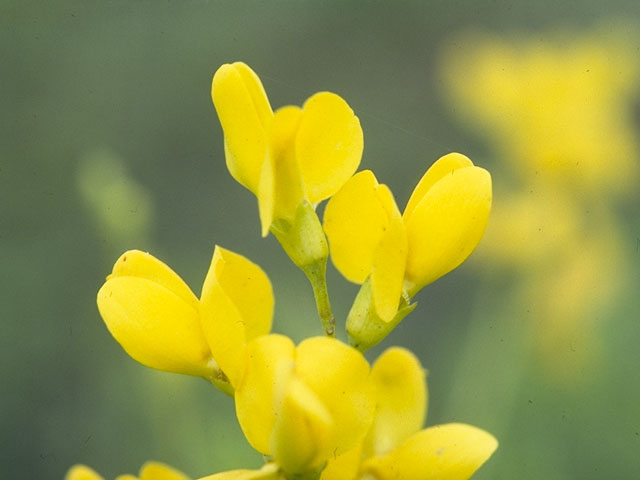 Baptisia sphaerocarpa (Yellow wild indigo) #1470