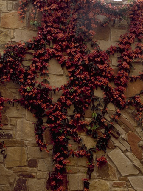 Bignonia capreolata (Crossvine) #1481