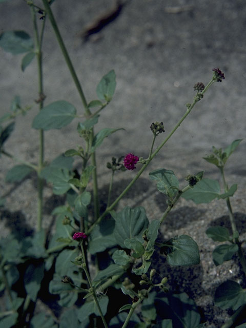 Boerhavia coccinea (Scarlet spiderling) #1483