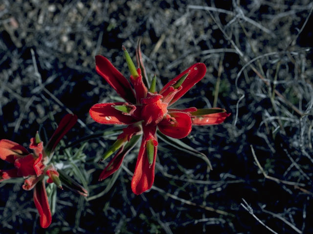 Castilleja integra (Wholeleaf indian paintbrush) #1581