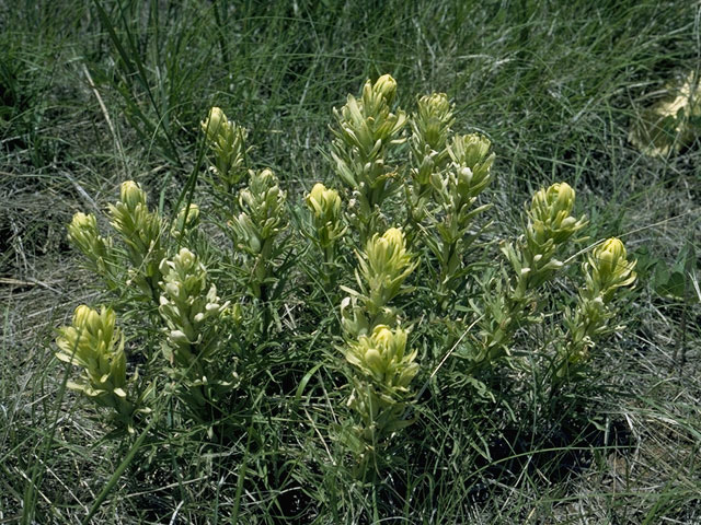 Castilleja purpurea var. citrina (Lemon paintbrush) #1589