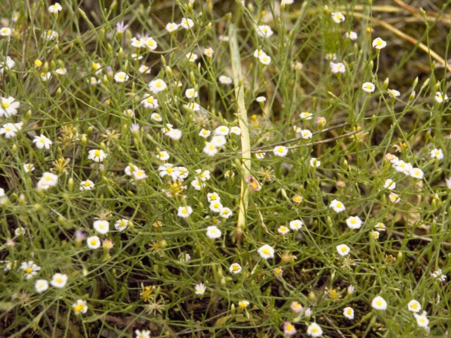 Chaetopappa asteroides (Arkansas leastdaisy) #1616