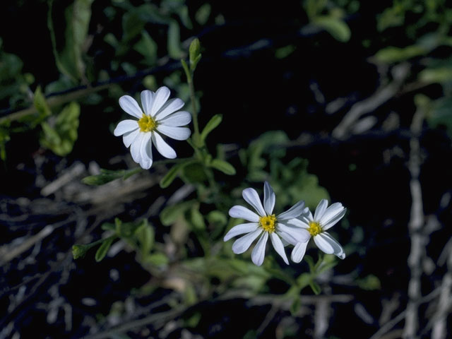 Chaetopappa bellidifolia (Whiteray leastdaisy) #1617