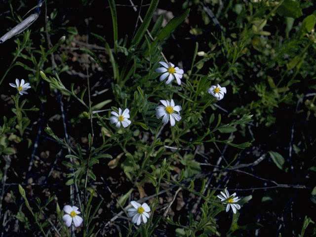 Chaetopappa bellidifolia (Whiteray leastdaisy) #1618