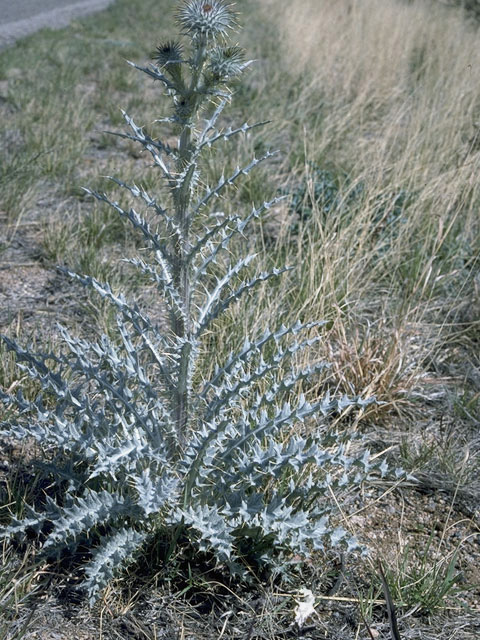 Cirsium neomexicanum (New mexico thistle) #1642