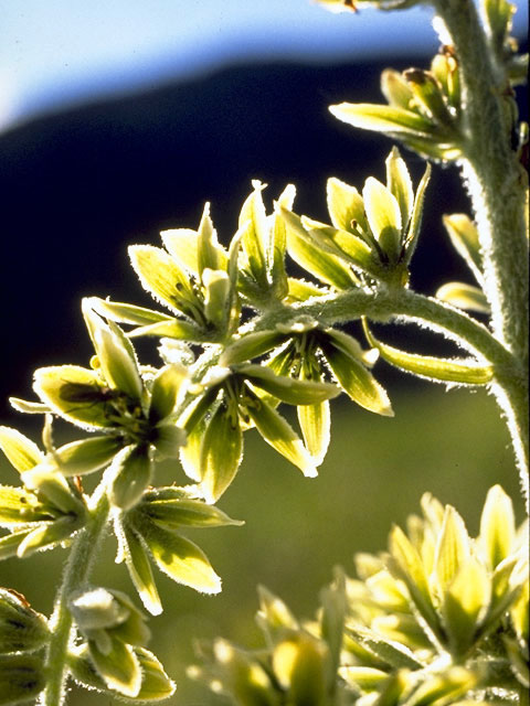 Veratrum viride (Green false hellebore) #1666