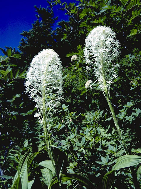 Xerophyllum tenax (Common beargrass) #1671