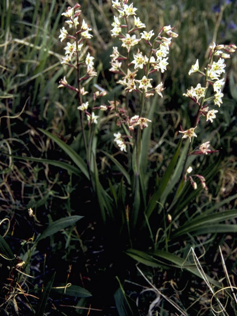 Zigadenus elegans (Mountain death camas) #1724