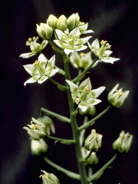 Zigadenus fremontii (Fremont's deathcamas) #1728