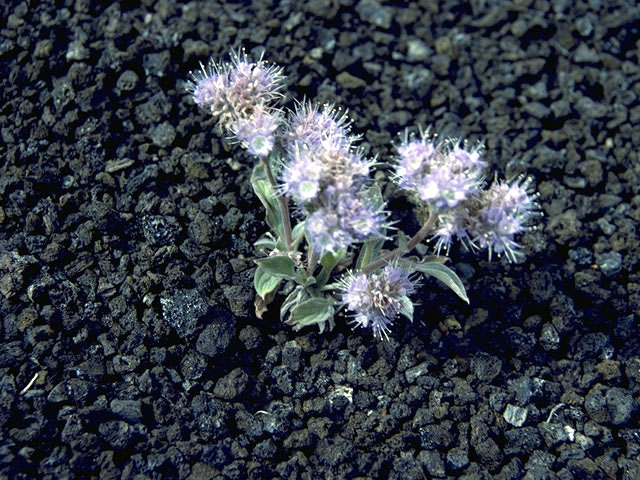 Phacelia hastata (Silverleaf phacelia) #1755