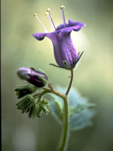 Phacelia minor (Wild canterbury bells) #1763