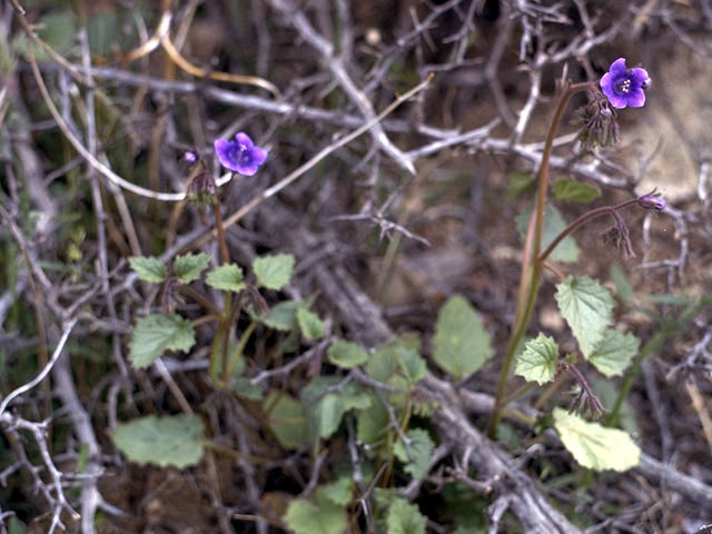 Phacelia minor (Wild canterbury bells) #1764