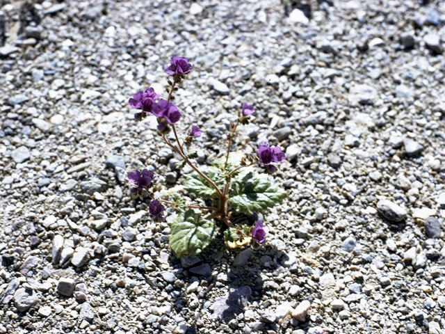 Phacelia parryi (Parry's phacelia) #1767