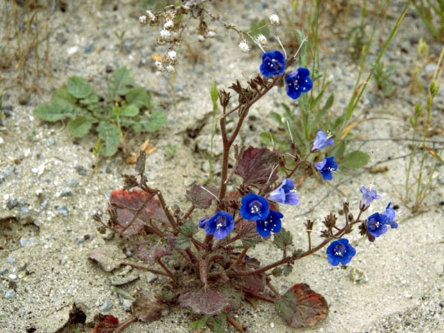 Phacelia parryi (Parry's phacelia) #1768