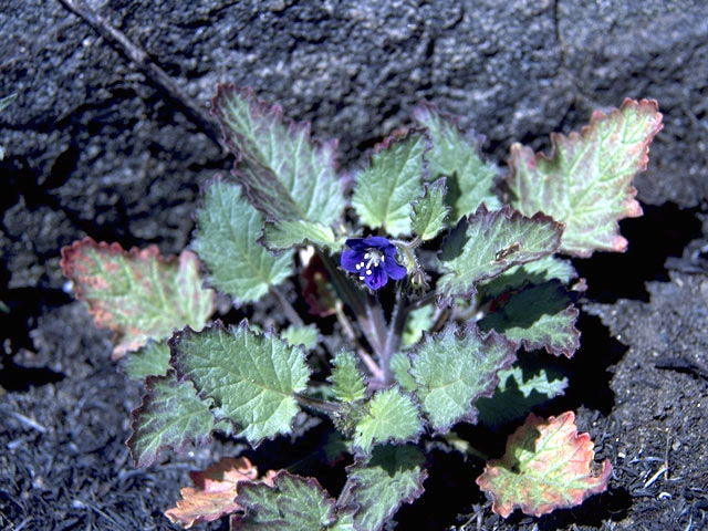 Phacelia parryi (Parry's phacelia) #1769