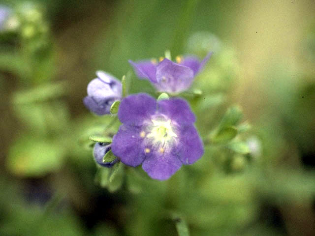 Phacelia patuliflora (Sand phacelia) #1773