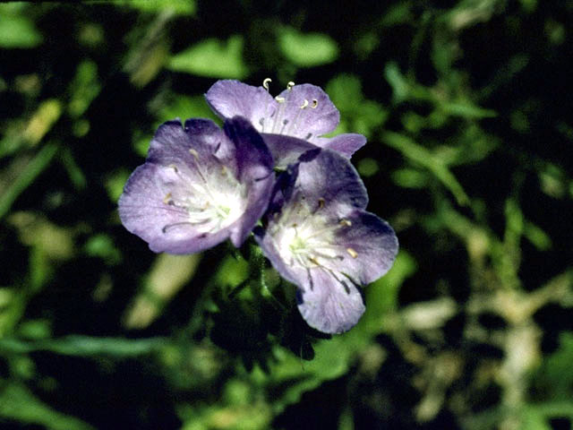 Phacelia patuliflora (Sand phacelia) #1775